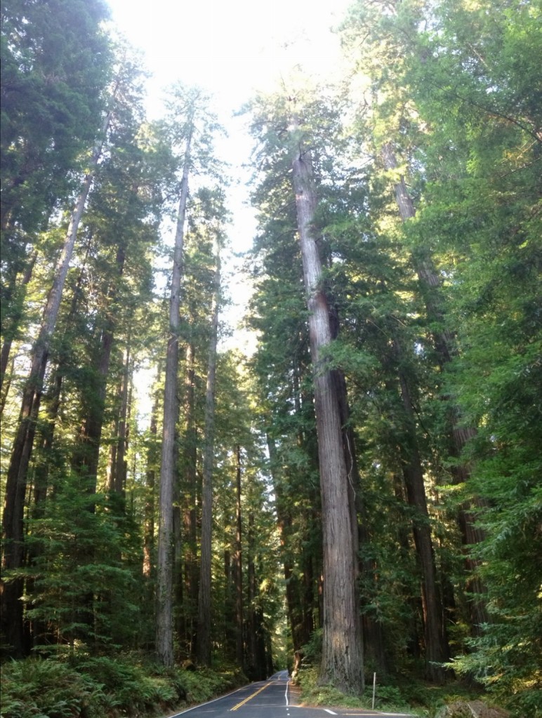 Avenue of the Giants panorama
